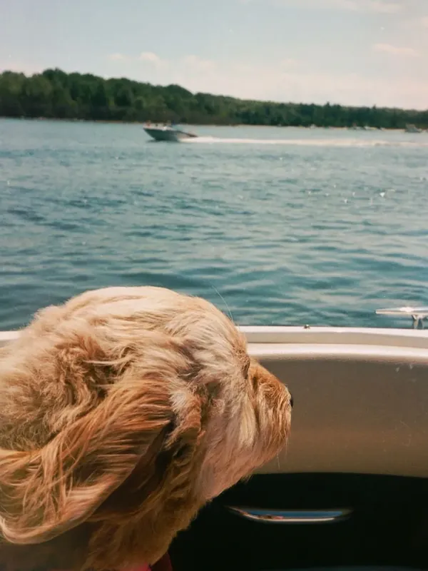Cachorro olhando o lago de barco